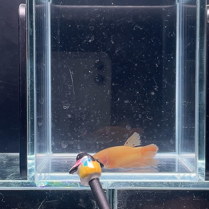 斗鱼活体不退不换谢谢