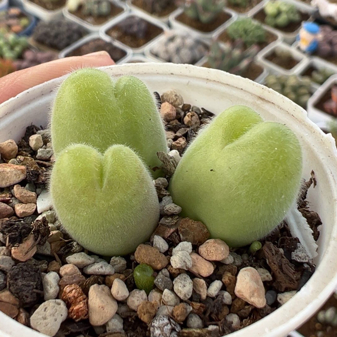 851多肉植物种类多样