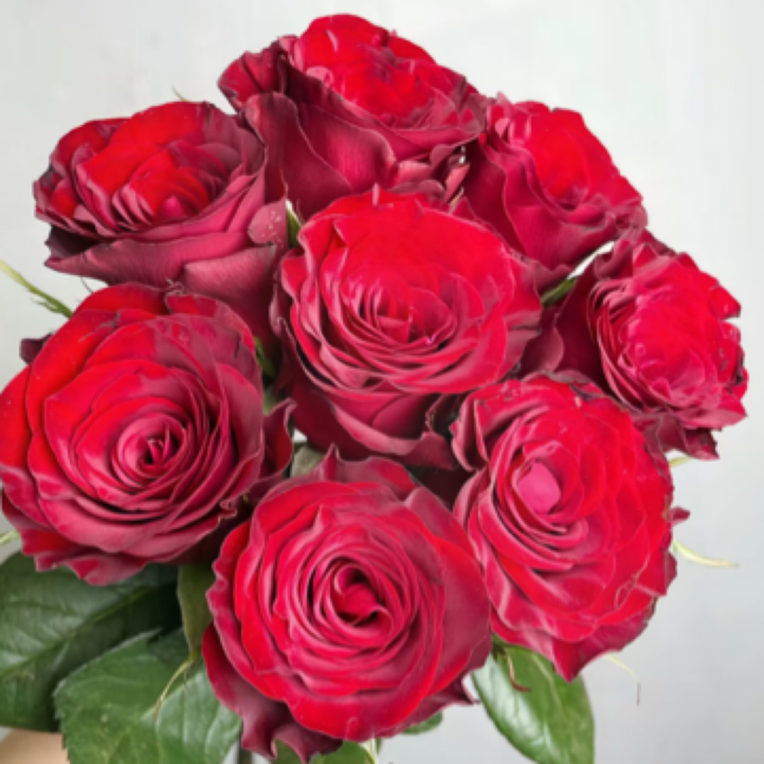 高原红红玫瑰10支