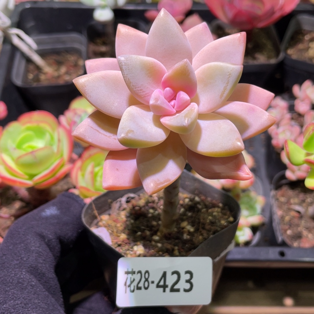 花利美28-423淡雪