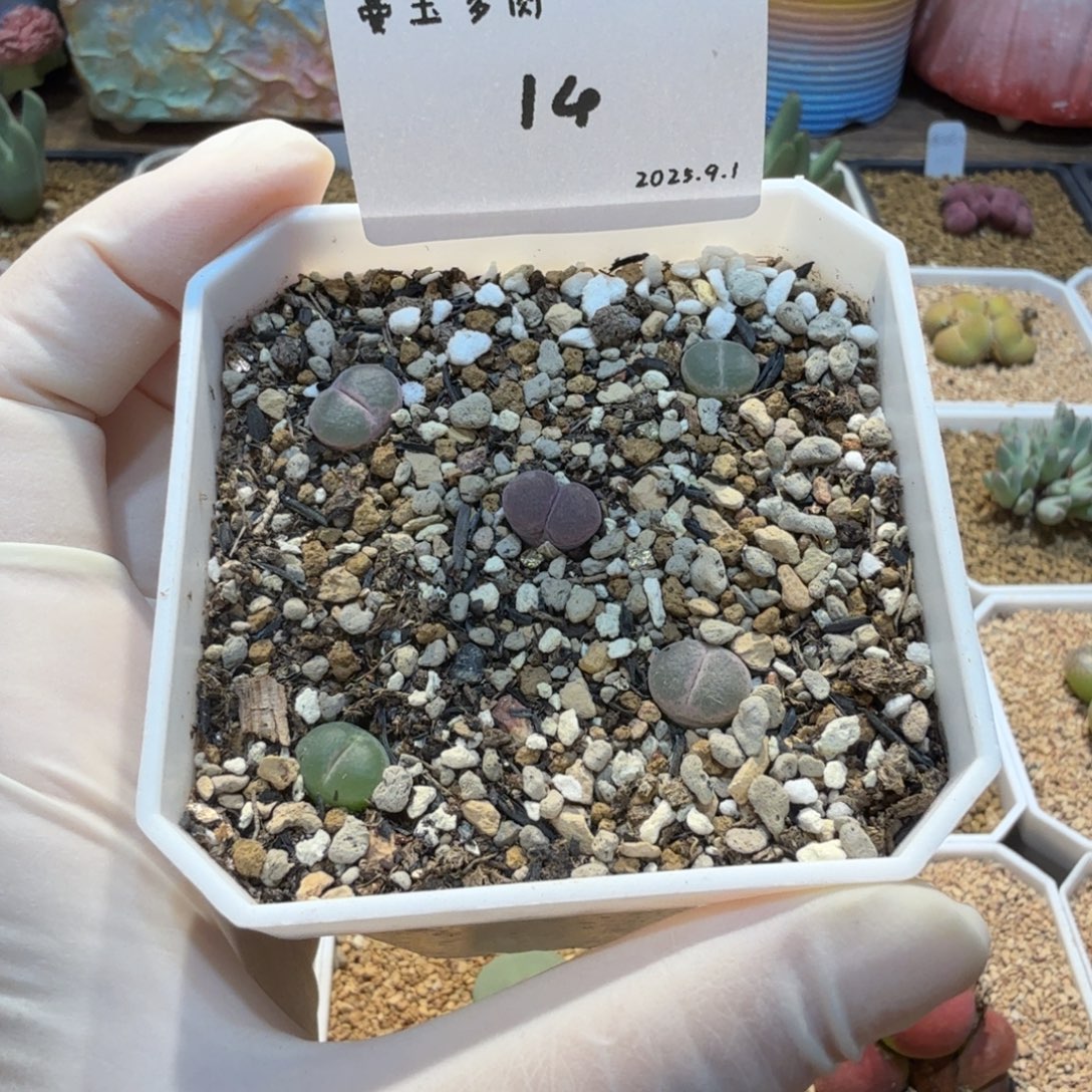 ****长多肉多肉多9.1-014安格