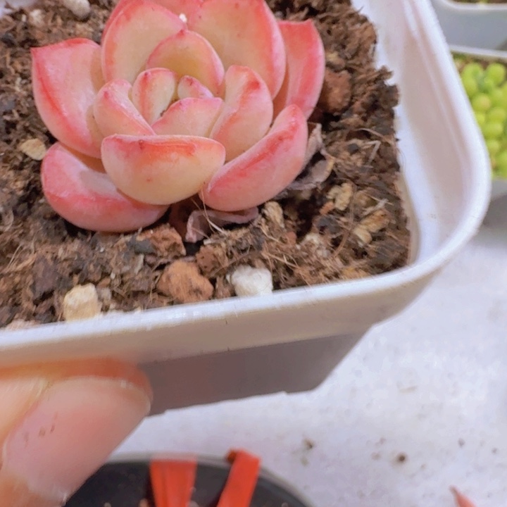 韩版奶油泡芙一颗