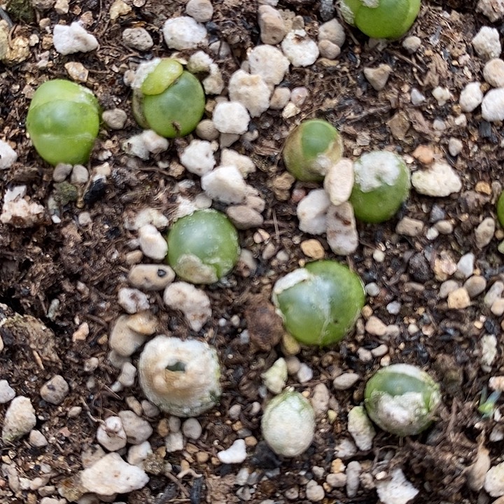 拉登一颗0.6-0.8厘米。   