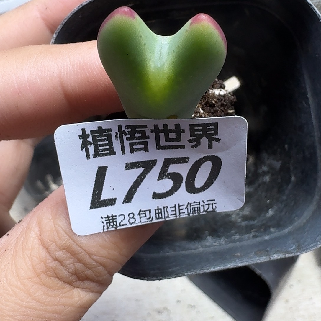 多肉植物的润泽fhb