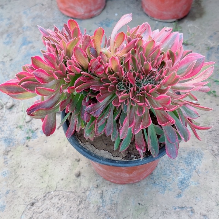 743女神叶to植物