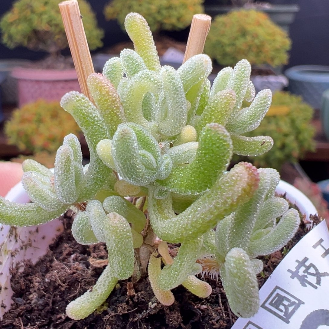 u860小小小小橙叶锦冠幅3cm