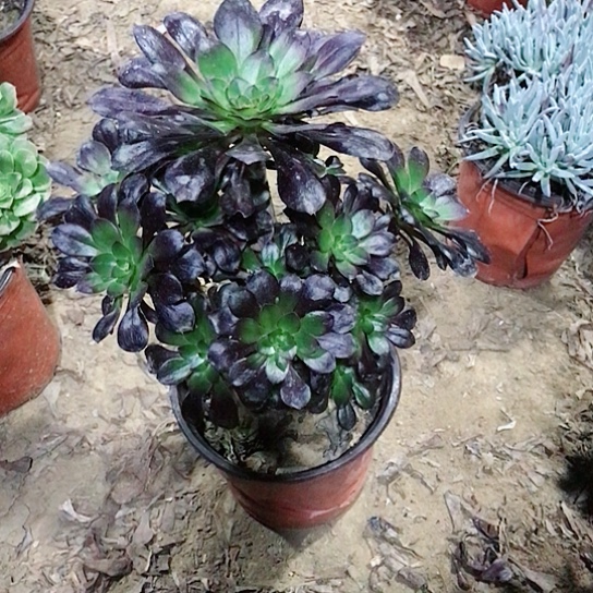 懂***我圆叶玫瑰000000002