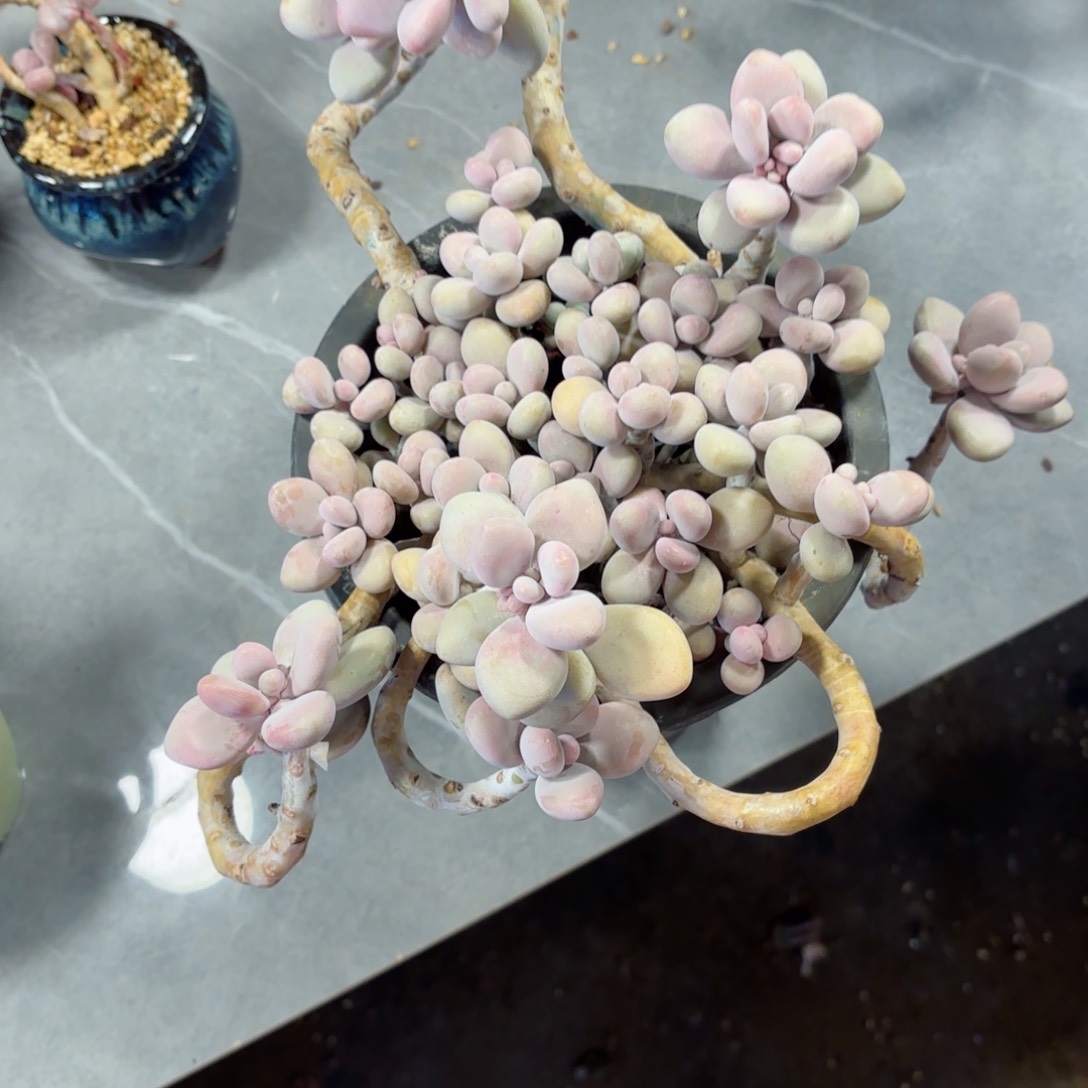 一***子桃蛋16。