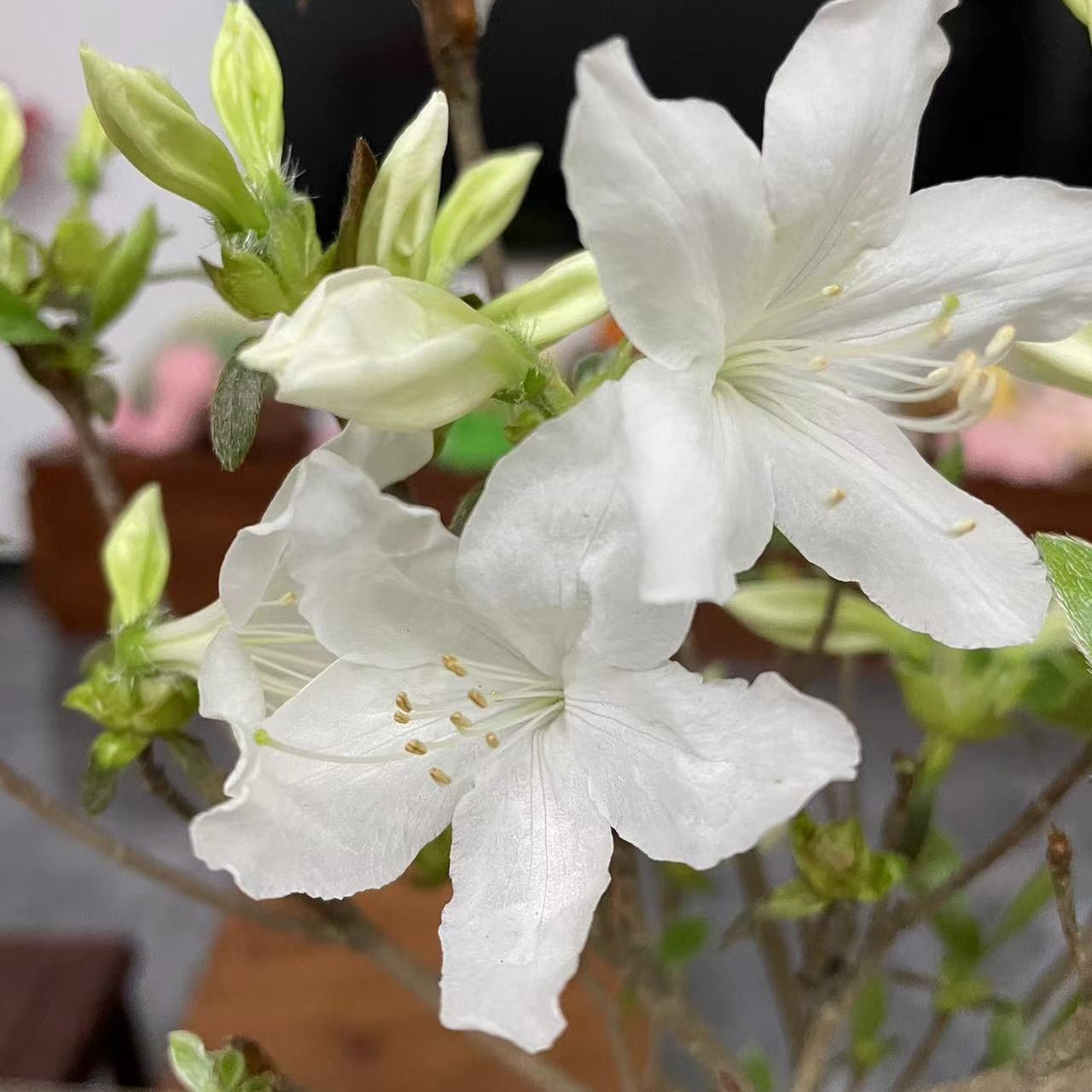 映山白精品杜鹃耐寒植物南北方种植