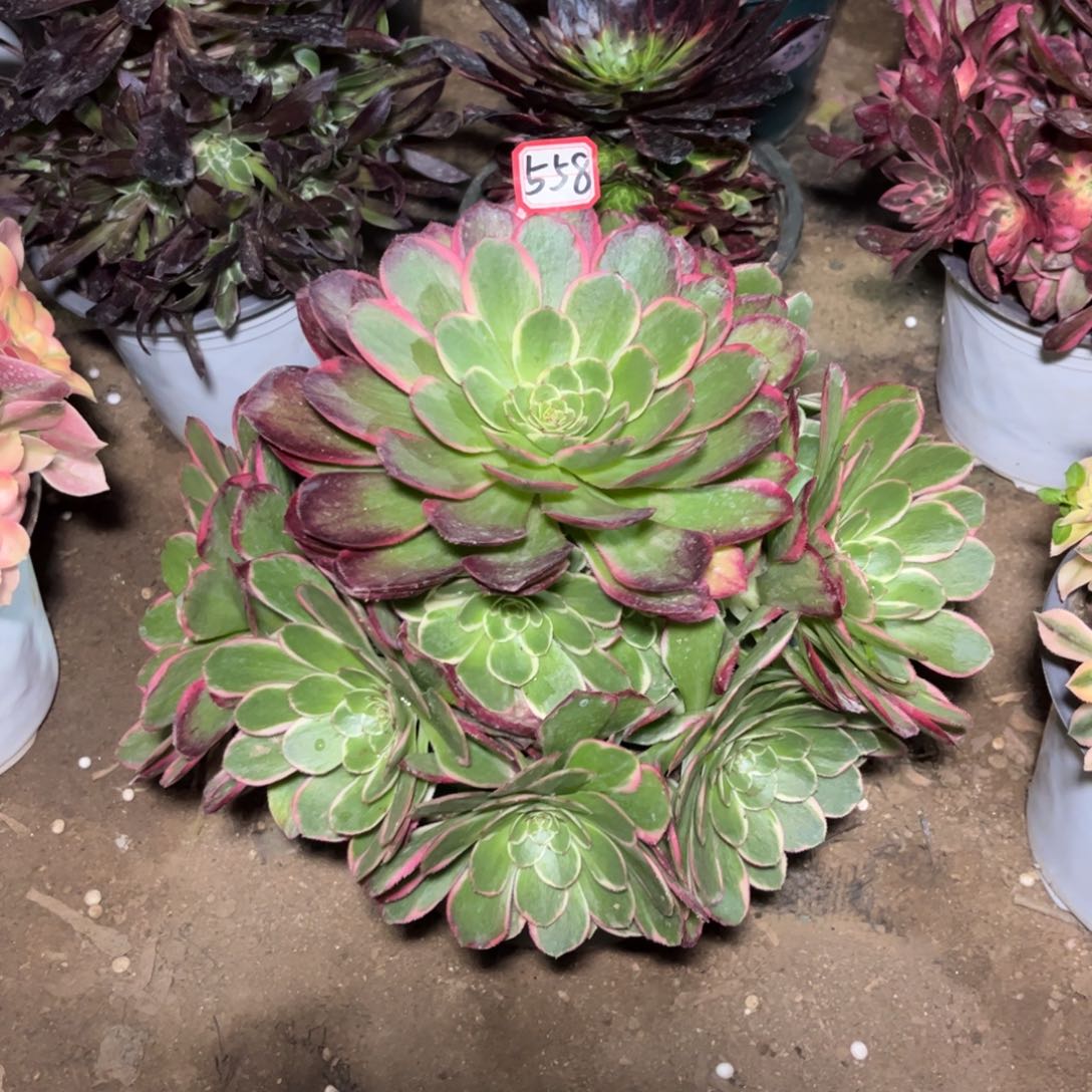 558多肉植物粉花妖