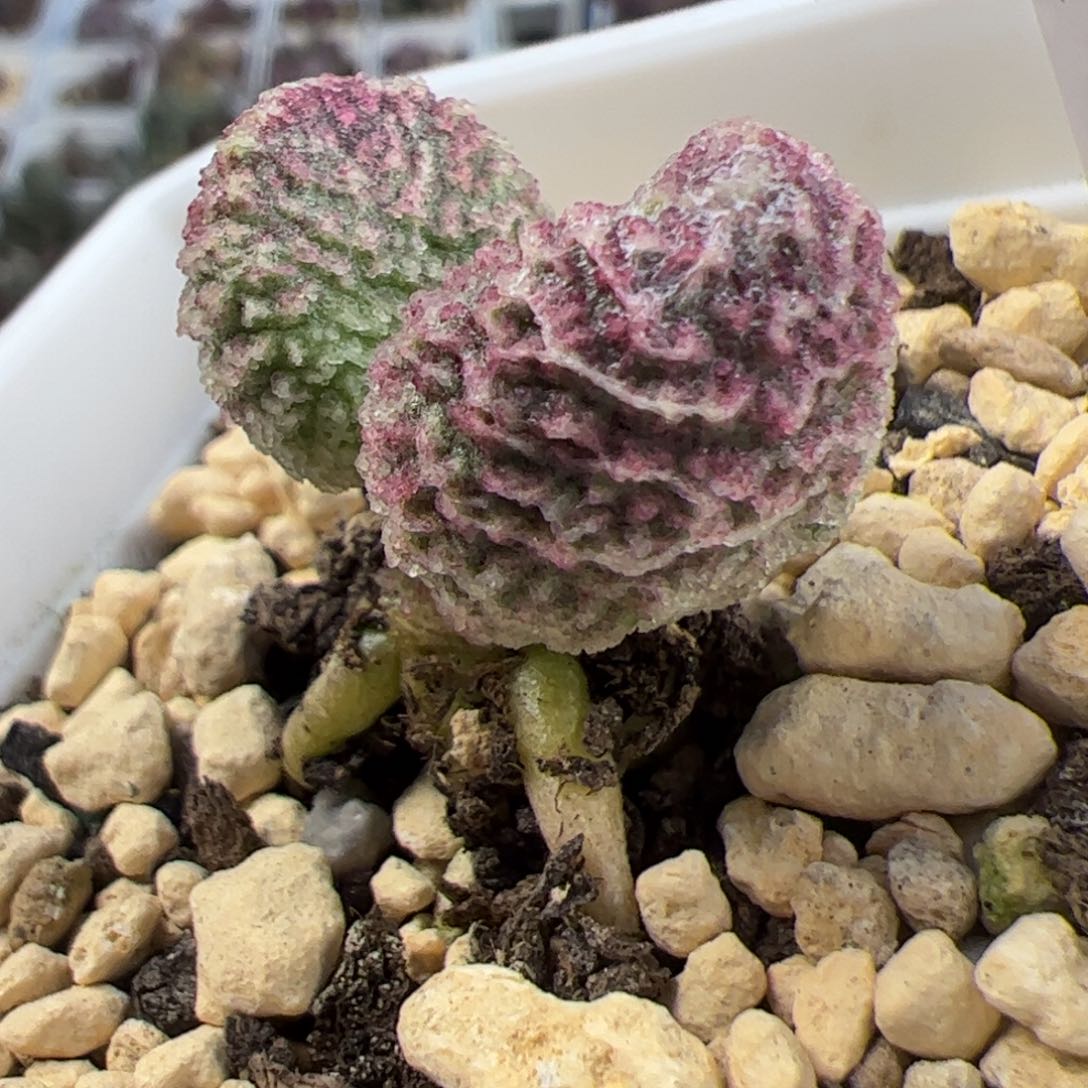 实生新品整颗老桩多肉