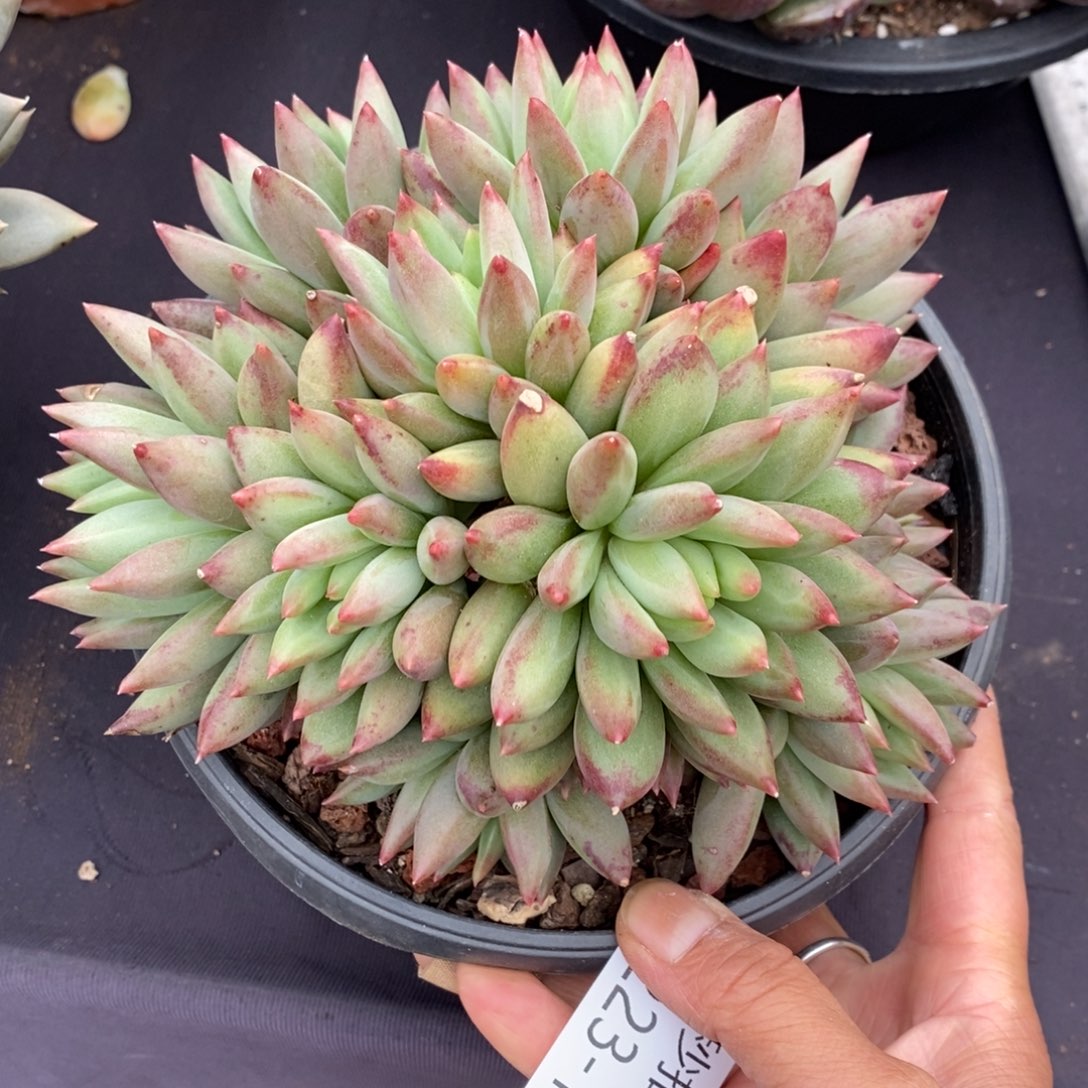 两单包邮1223-114虞美人