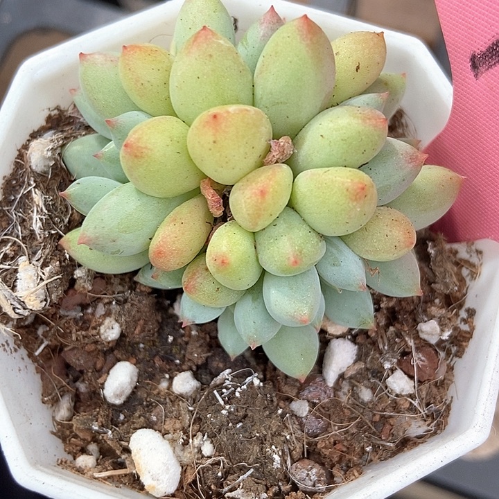 多肉植物萤火虫1754多肉