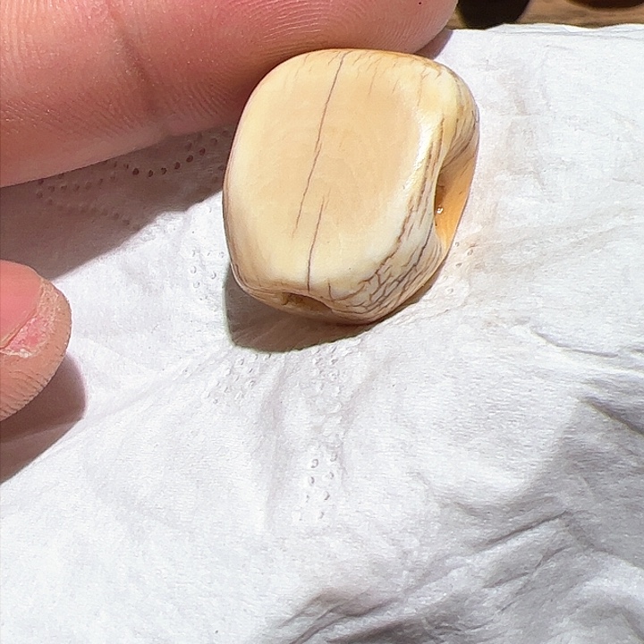 香榧木在这里的时候