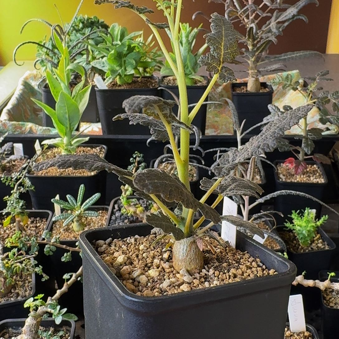 实生布拉塔乳香带盆土顺丰空运包邮