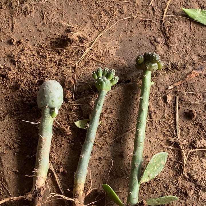 大青叶嫁接小型足球大型足球饿蛋习套餐