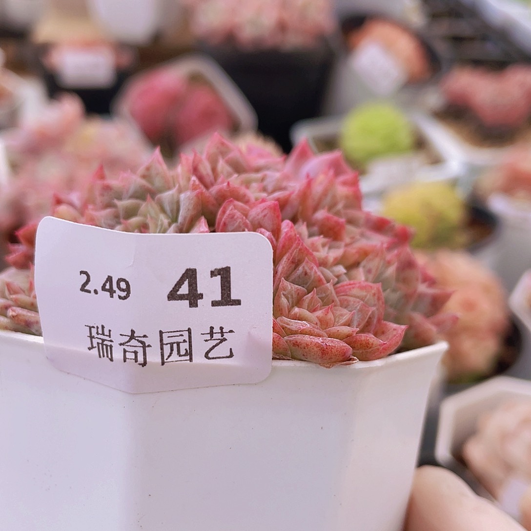 000000000000000041一物一拍