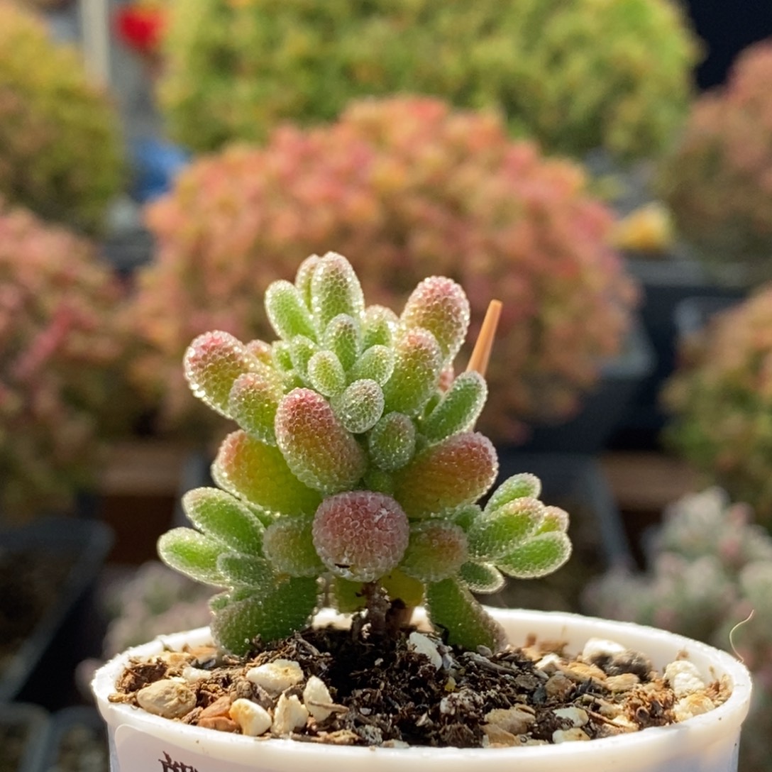 实生粉冰晶2896枝干