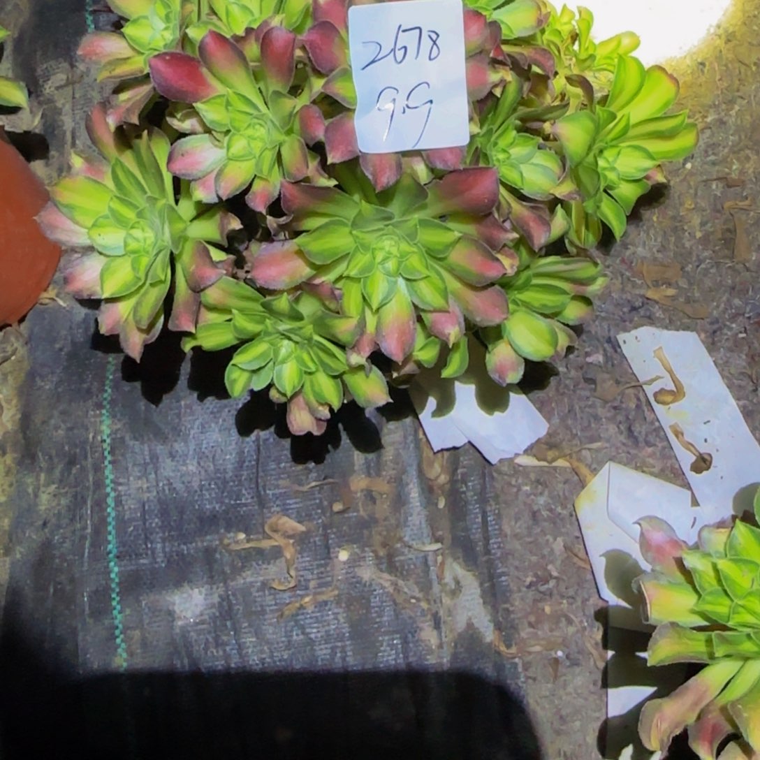 静*一物一拍多肉法师福利2678