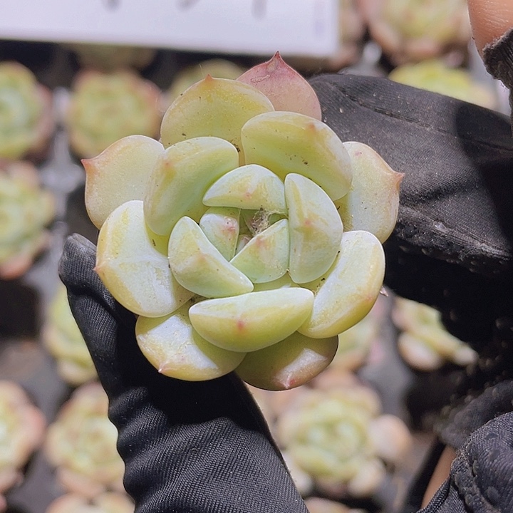 62精品松果珍妮2米3颗