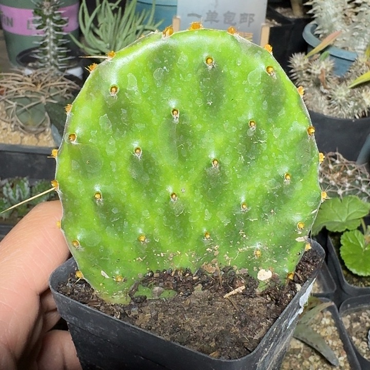 126银盾团扇脱土发货