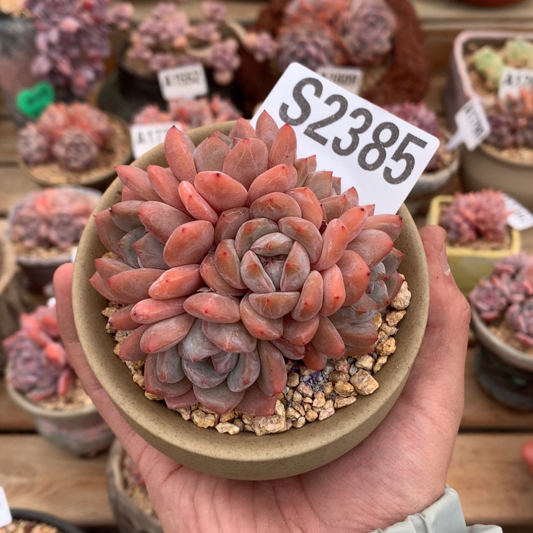 S2385 橙群正红色 8cm