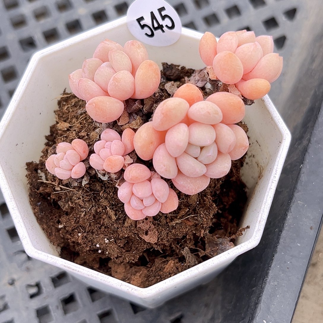 545 小红蛋 满18包邮