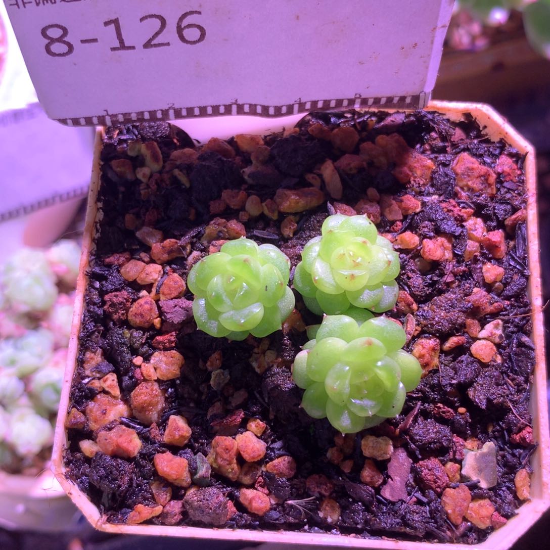 丸叶灯泡珍妮58包邮