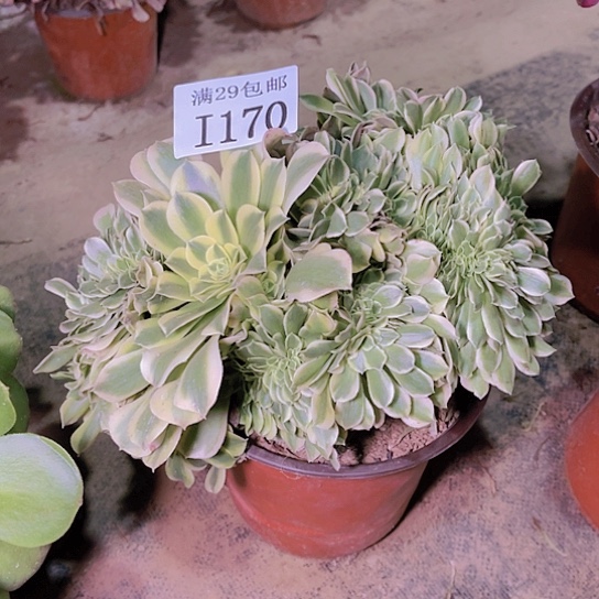 1170绿豆沙坠多肉植物