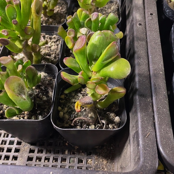 6.5方西财树带盆土发