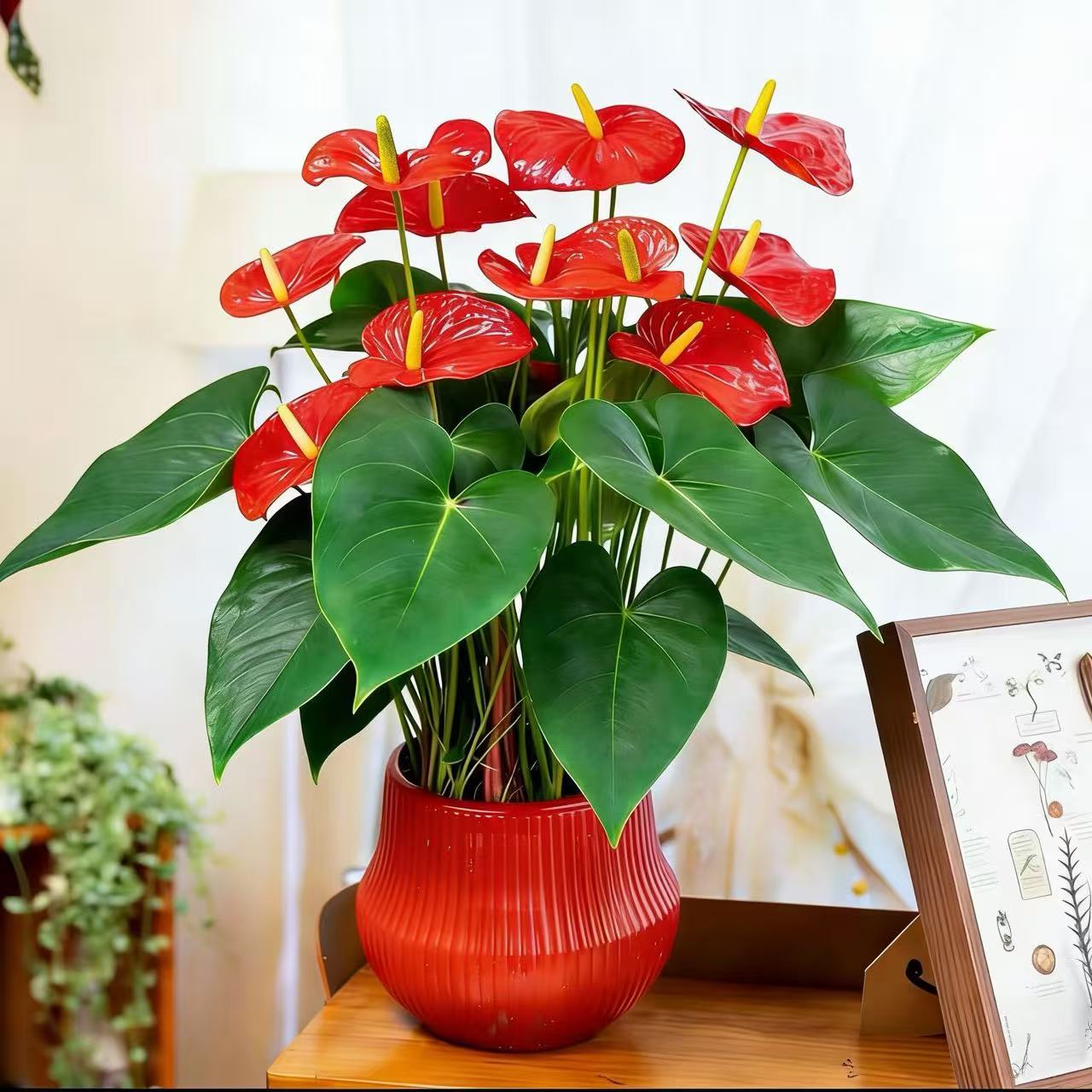 【带花含花苞发货】10-15掌大盆红掌花卉盆栽室内四季开花绿植好养