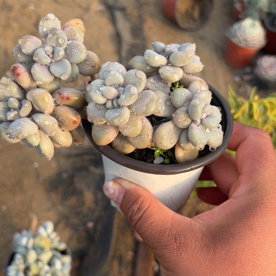 多肉植物艾伦老庄