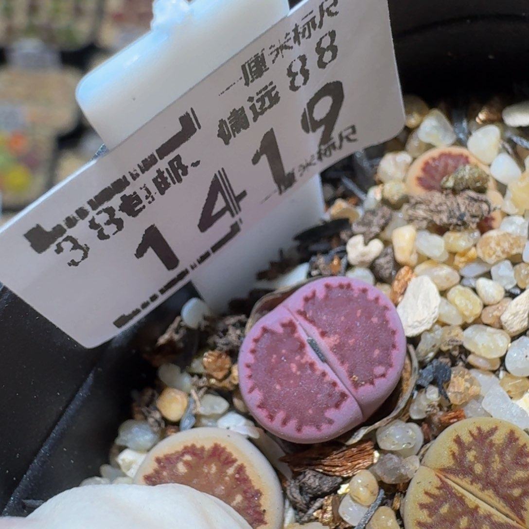 Ssss精品生石花1419