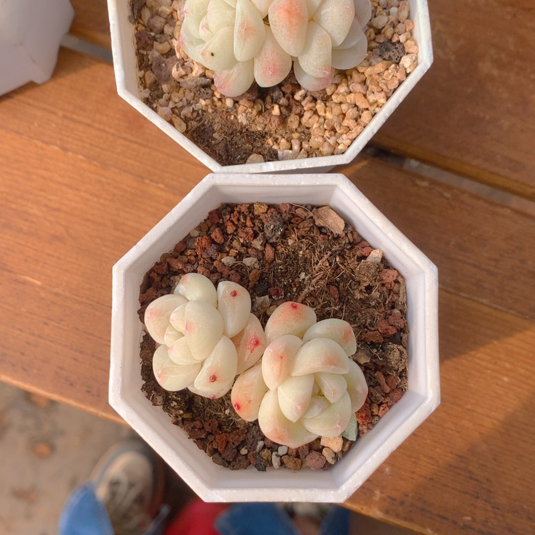 精品冰玉双头一物一拍