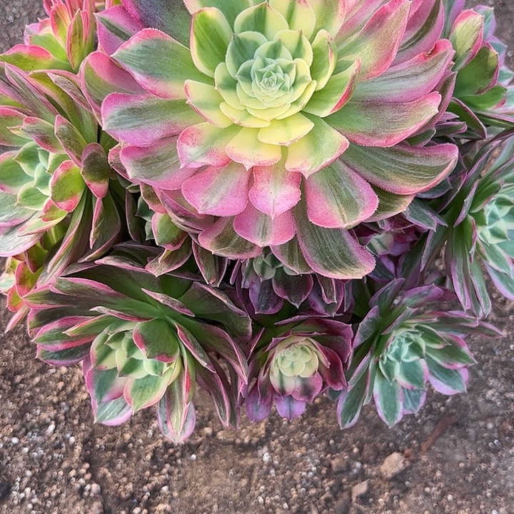 小***胖多肉植物海仙锦…………