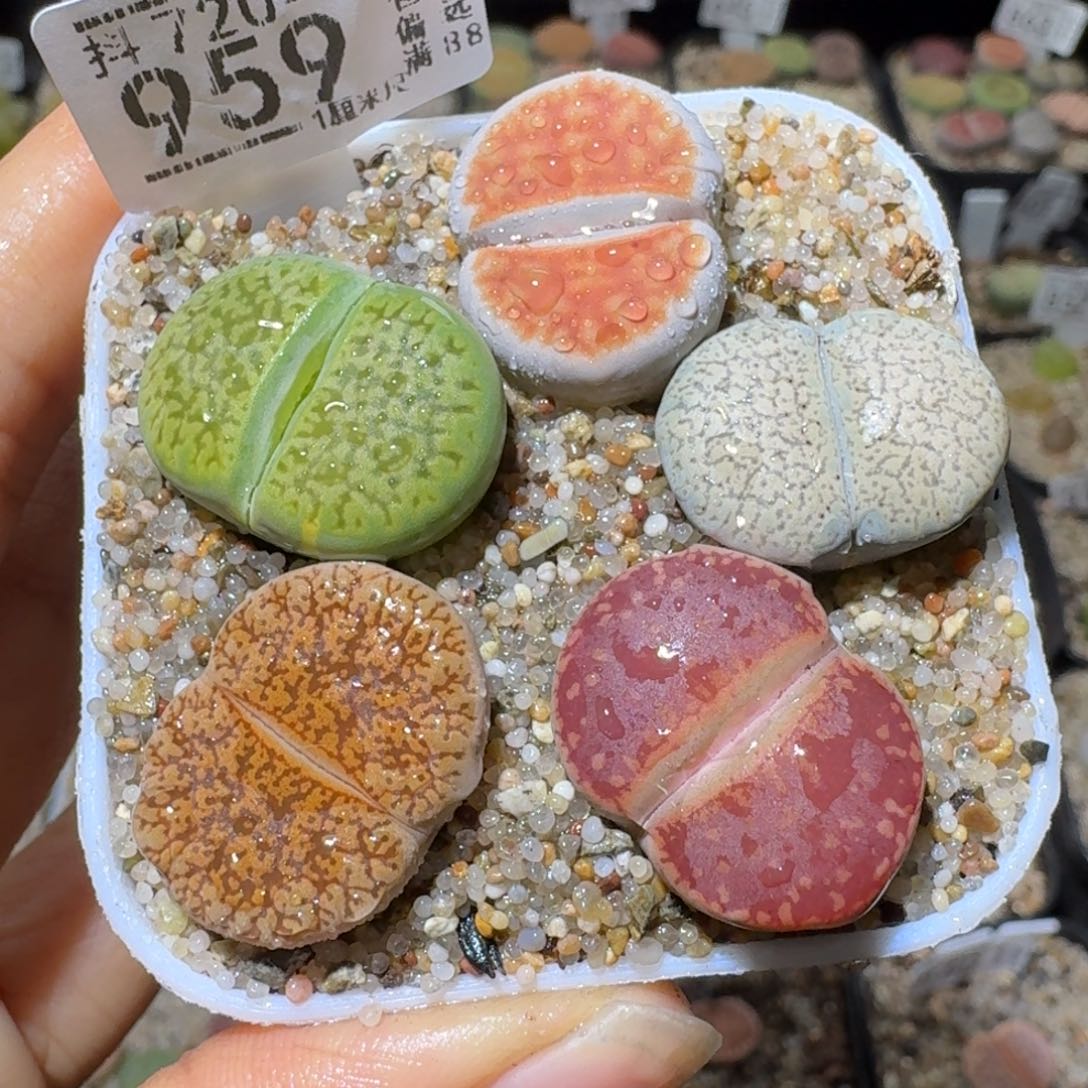 Sss精品便宜出959