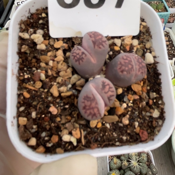 697紫饼干3头群带盆