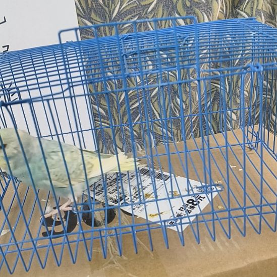 虎皮鹦鹉直播间竞拍