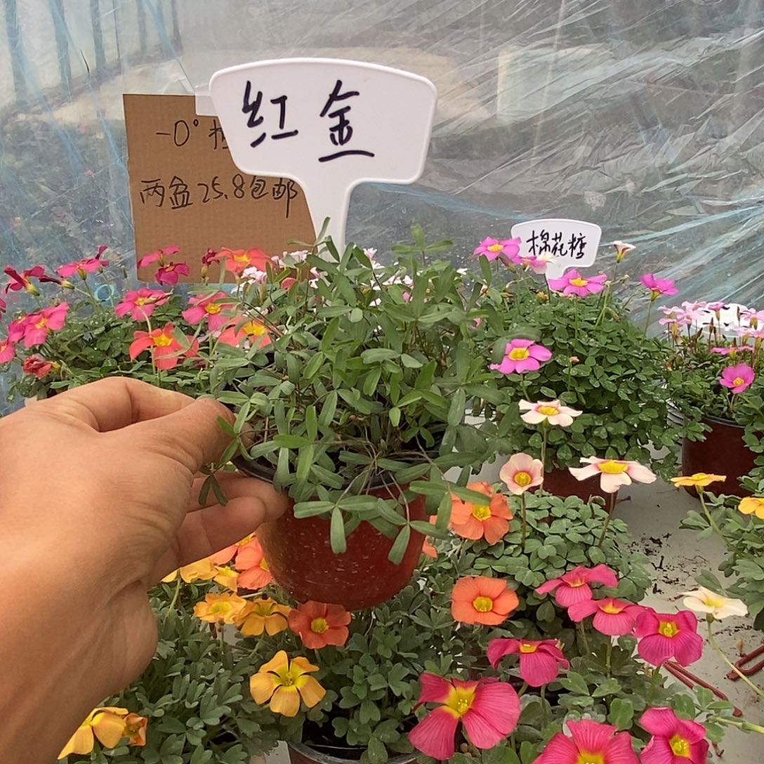 大部分花苞少量开放红金