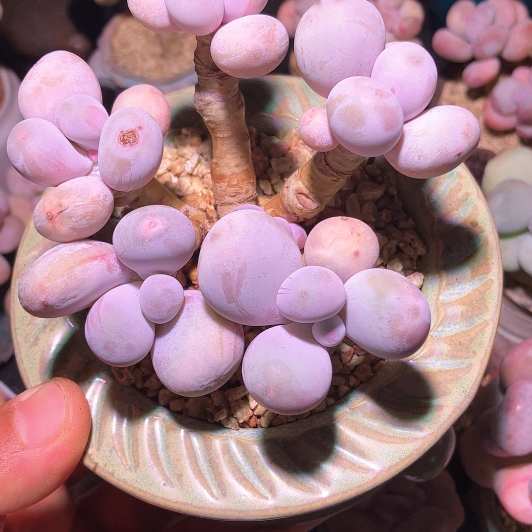 原始奶酪一物一拍