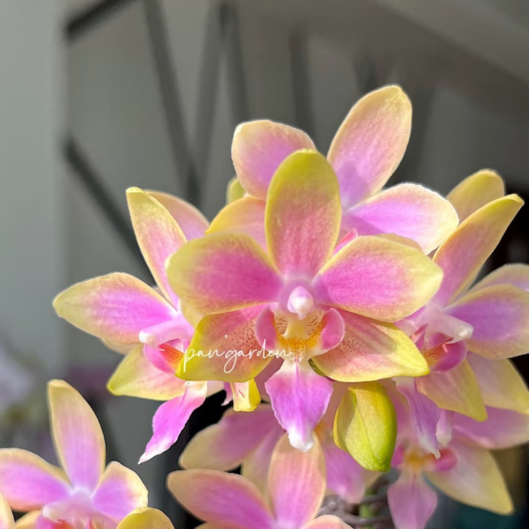 金树一代｜5寸蝴蝶兰大寸杯开花特别香