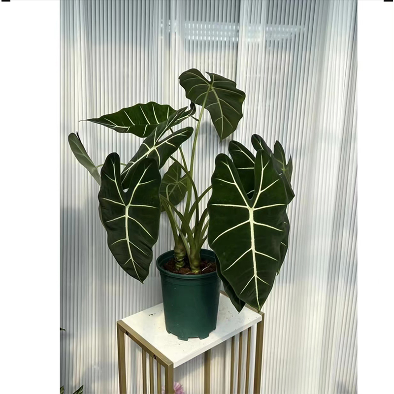 绿天鹅（微瑕不退不换介意勿拍）