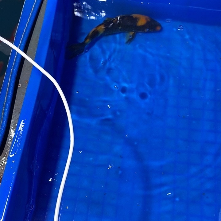 锦鲤锦鲤活鱼开箱包活