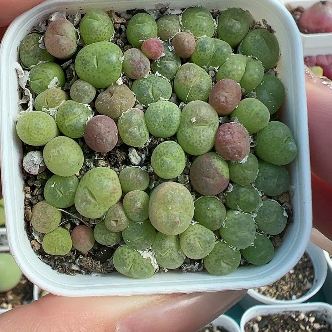 026翠光玉带盆土发货