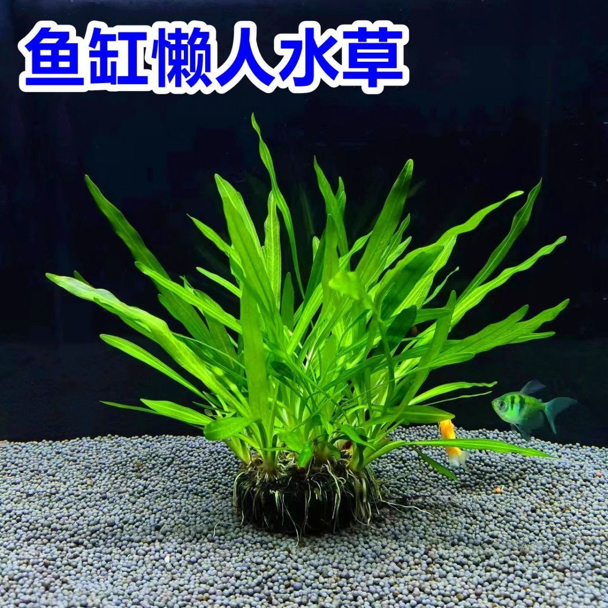 迷你九冠坨草皮实抗造飘逸造景成景