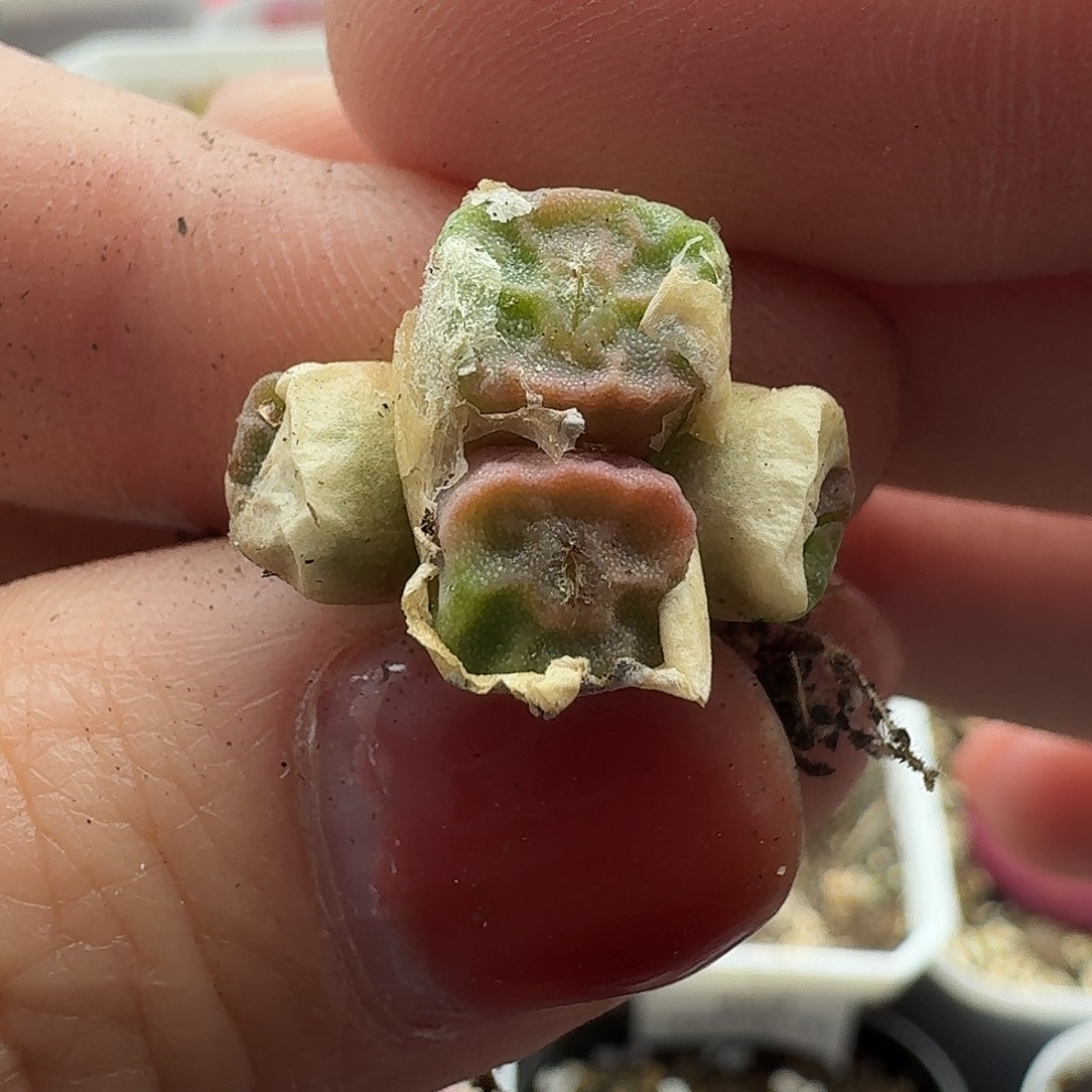 老马生石花烧卖366