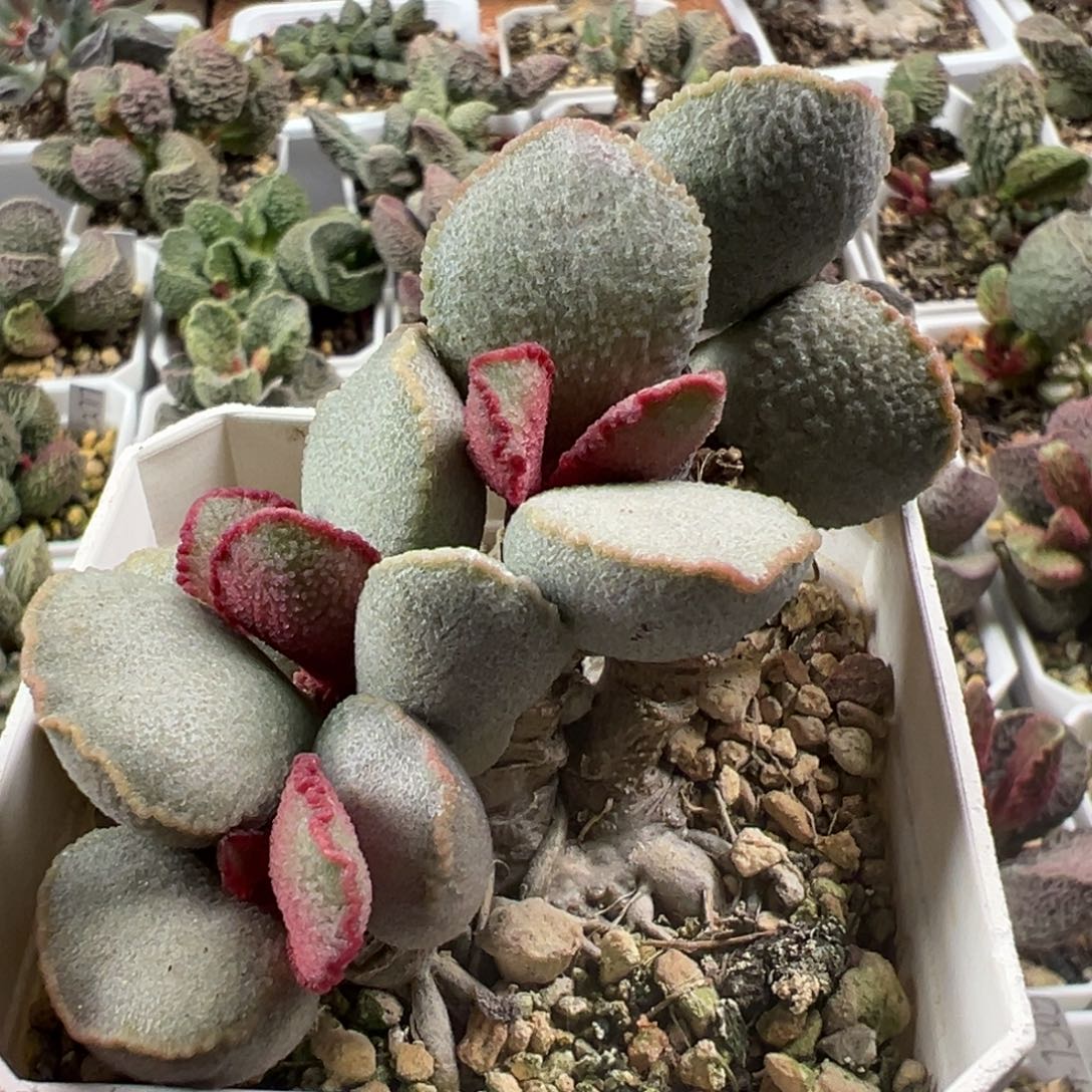 琉璃多头纯木质桩多肉植物