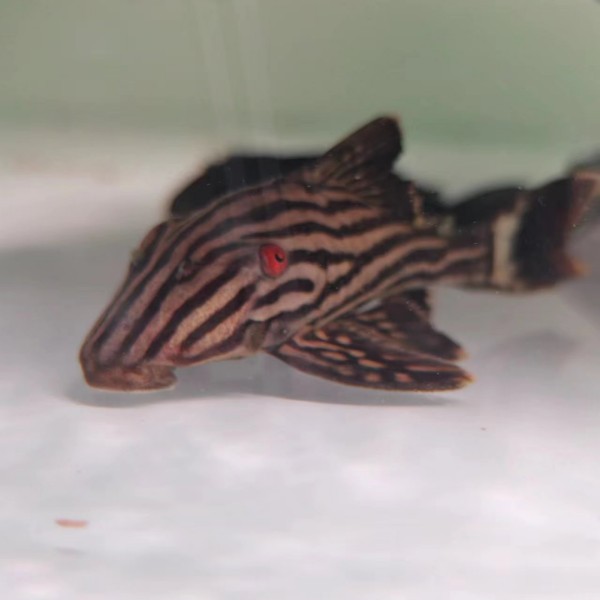 宠鱼水族 紫钻 金钻 哥白 哥绿 蓝丝绒 异形鱼 热带鱼 活体观赏鱼