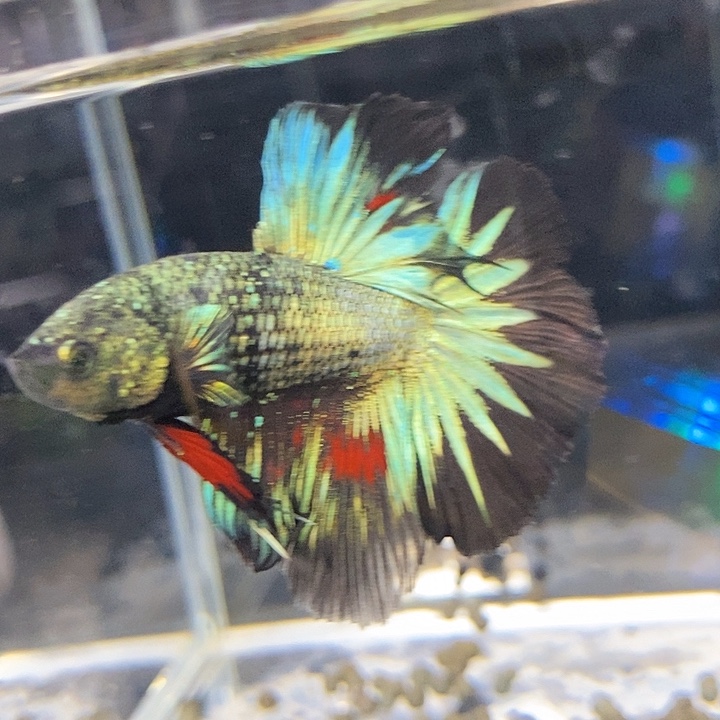 斗鱼黑196号巨斗半月