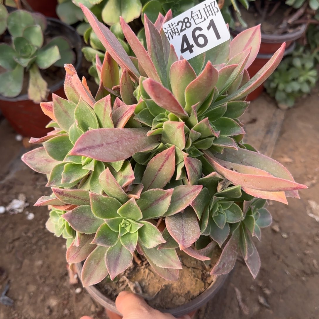 红叶多肉461满28包邮断枝不包